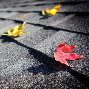 leaves resting on roof